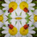 116 Marienkäfer - 4-lagig - Paper Design - Taschentuch